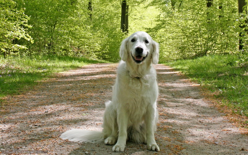 White Golden Retriever — Green, Serene