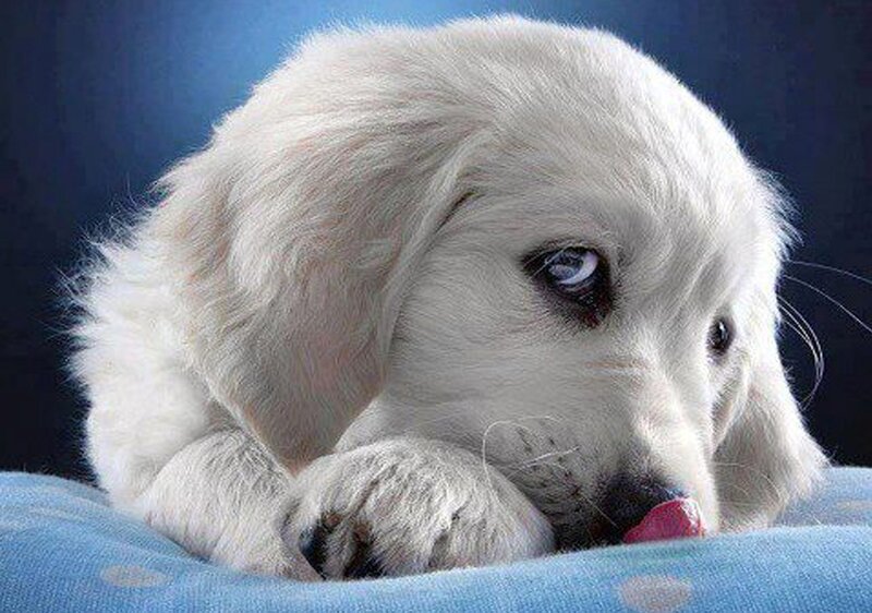 White Golden Retriever Puppy — Calm, Photograph, Blue Blanket