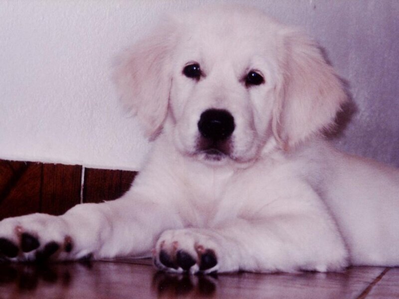 White Golden Retriever Puppy — Calm