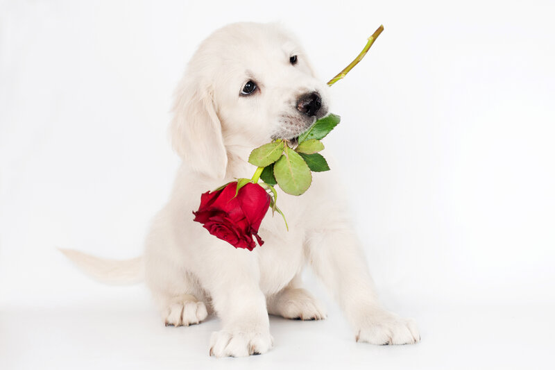 White Golden Retriever Puppy — Innocent