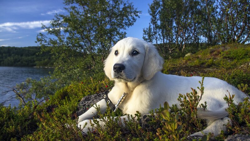 White Golden Retriever Puppy — Serene, Afternoon, Photograph