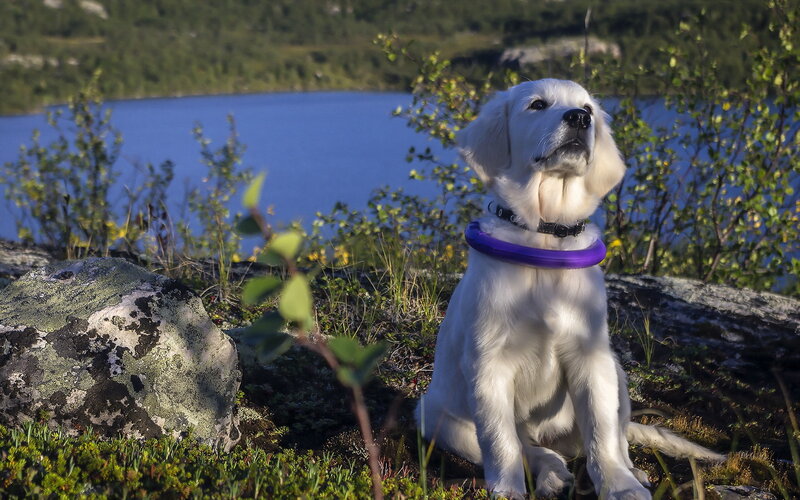 White Golden Retriever Puppy — Serene