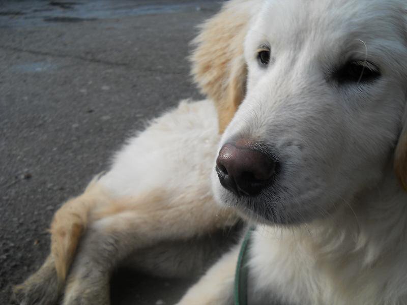 White Golden Retriever Puppy