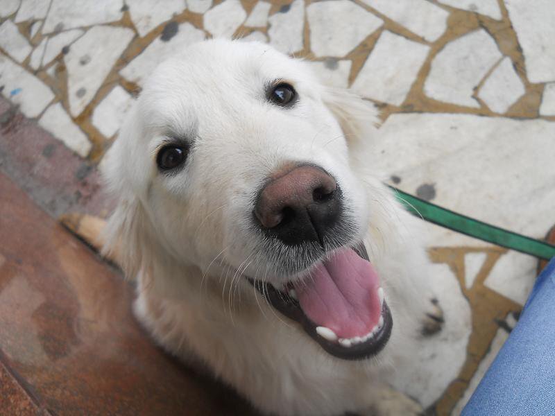 White Golden Retriever