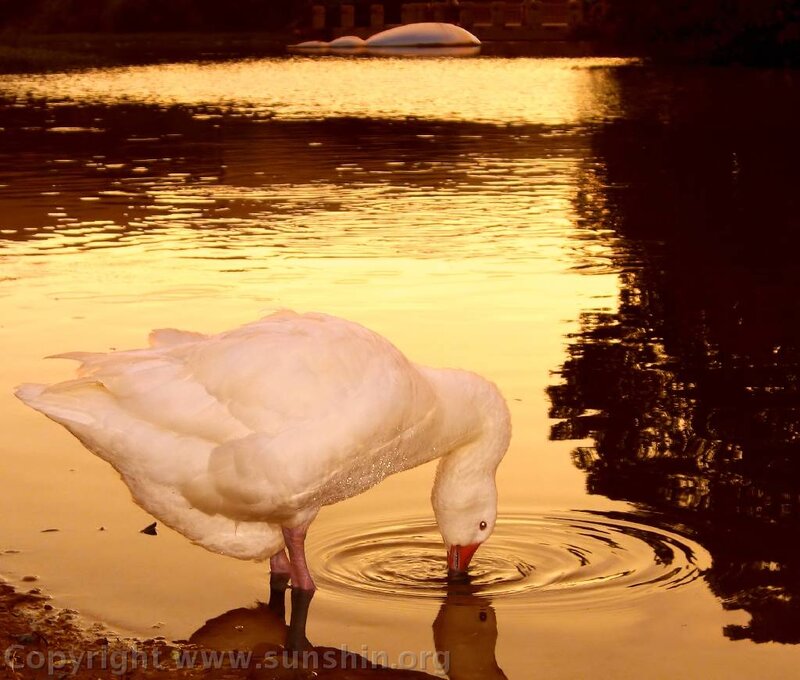 White Goose Drinking Water