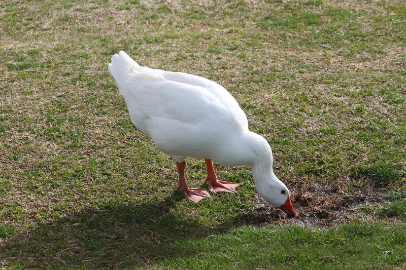 White Goose Grazing