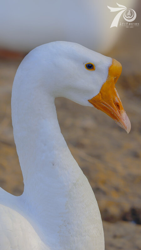 White Goose Head — Calm