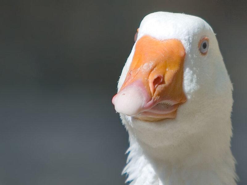White Goose Head — Neutral