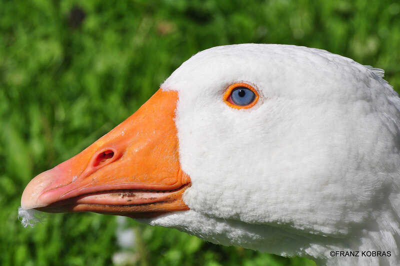 White Goose Head