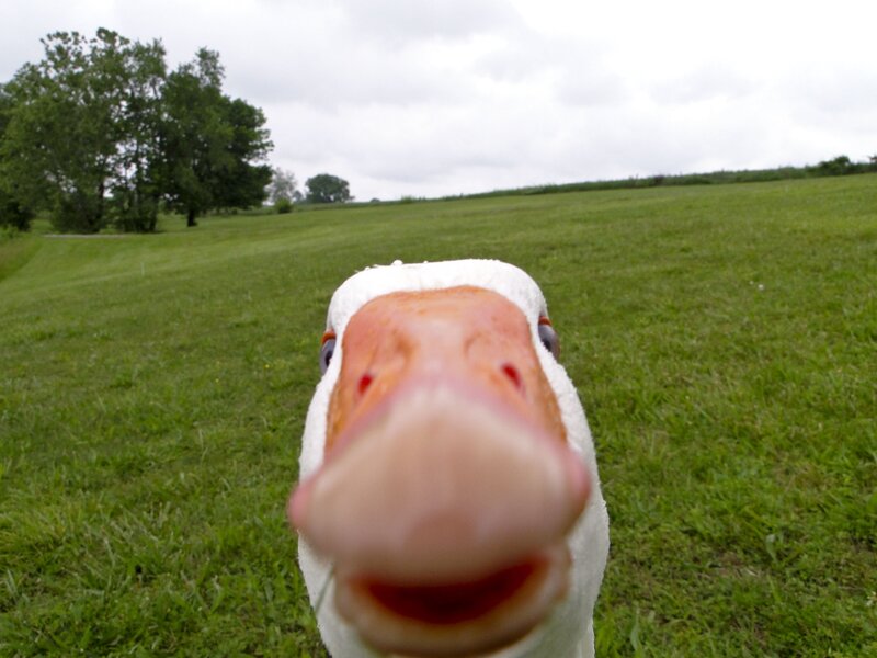 White Goose in Field
