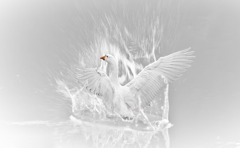 White Goose in Water