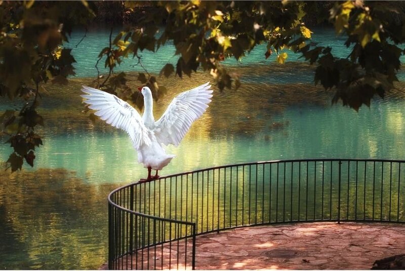 White goose on a railing