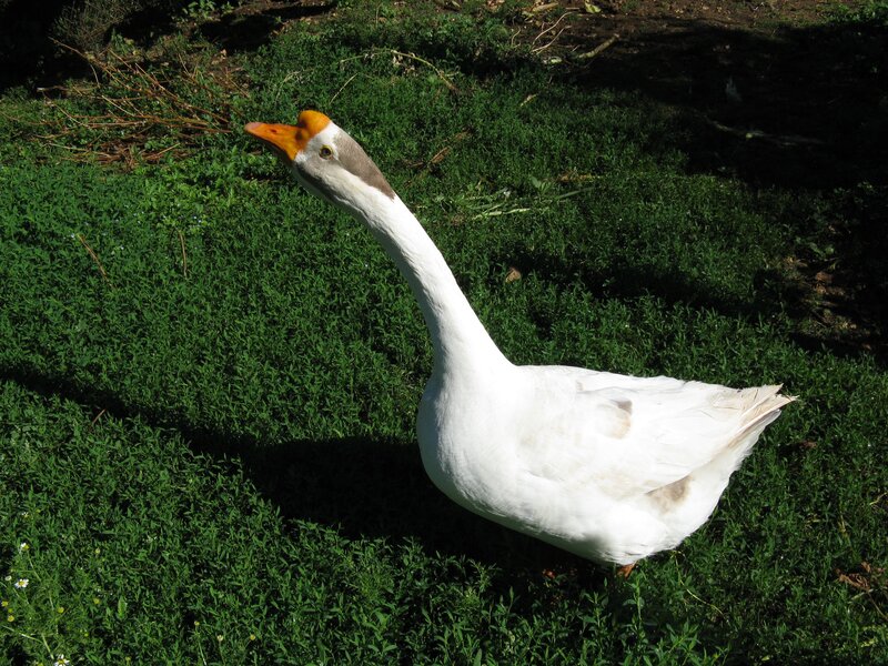 White Goose on Grass — Calm