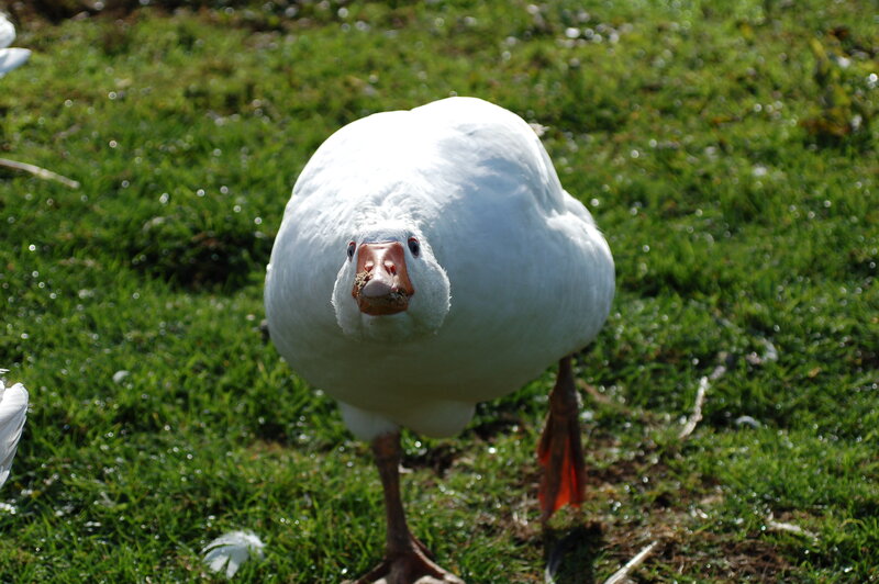 white goose on grass