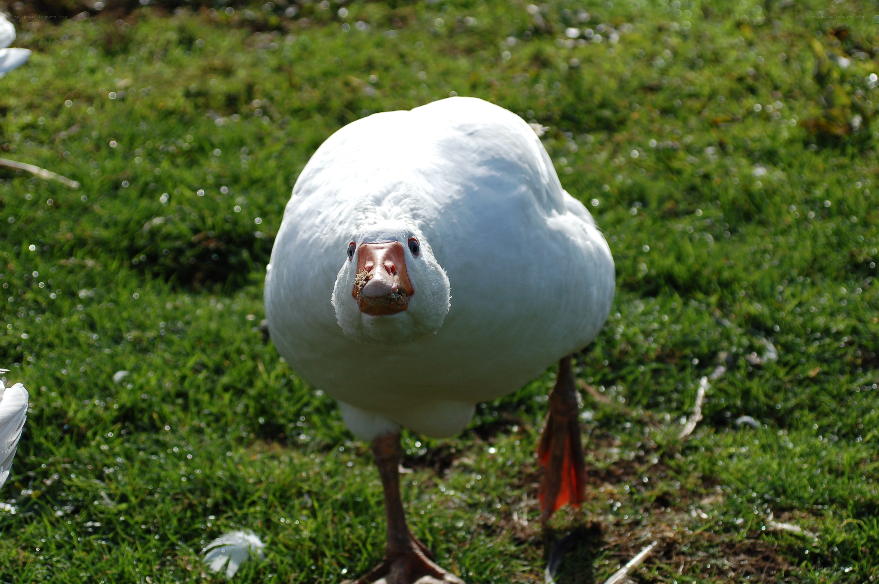 white goose on grass