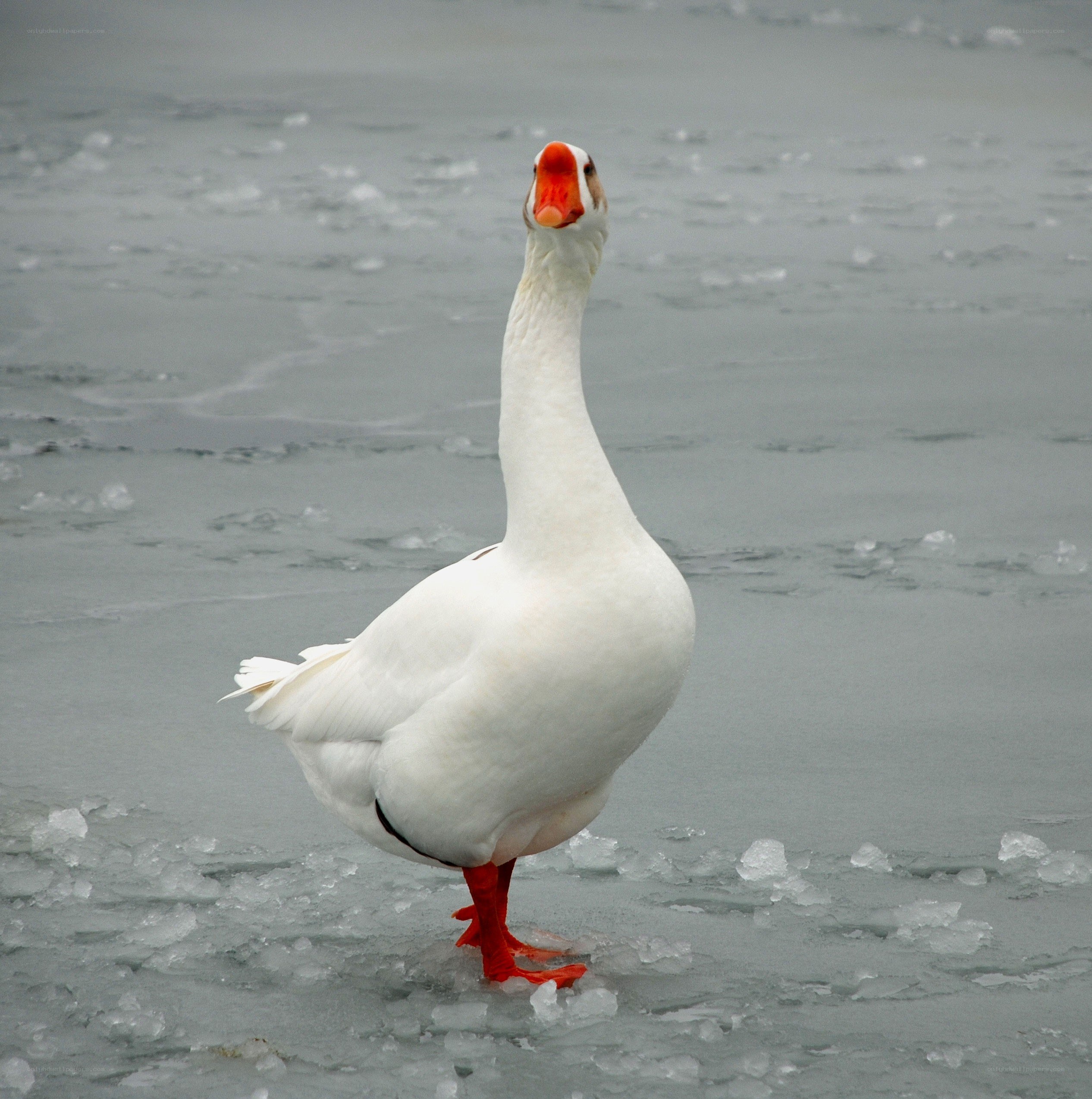 White goose on icy water