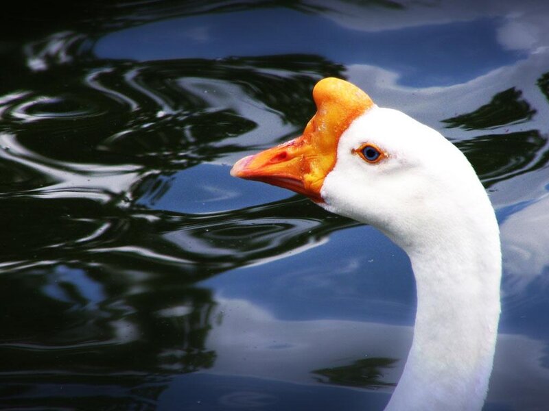 white goose on water