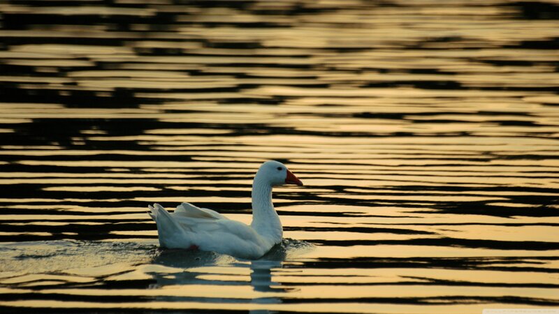 White Goose on Water — Yellow