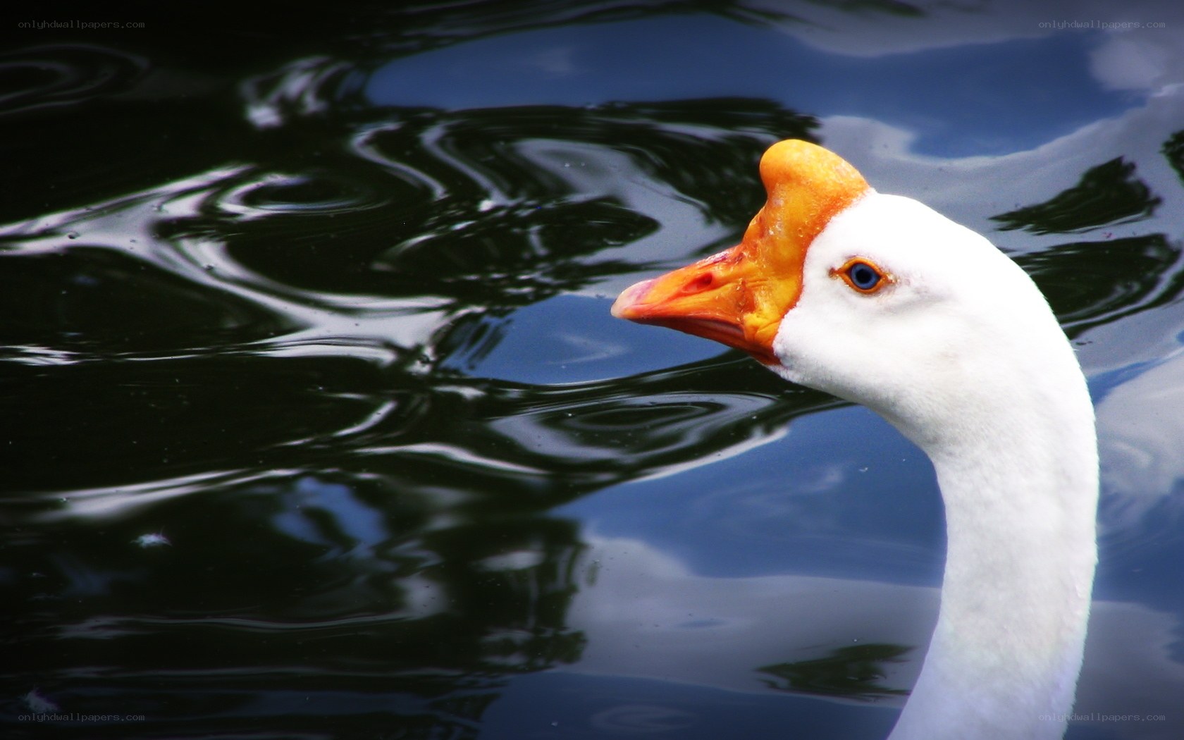 white goose on water