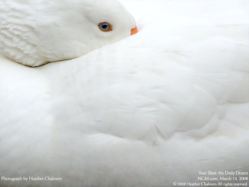 White Goose Sleeping