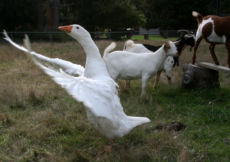 White Goose Spreading Wings — Calm, Afternoon