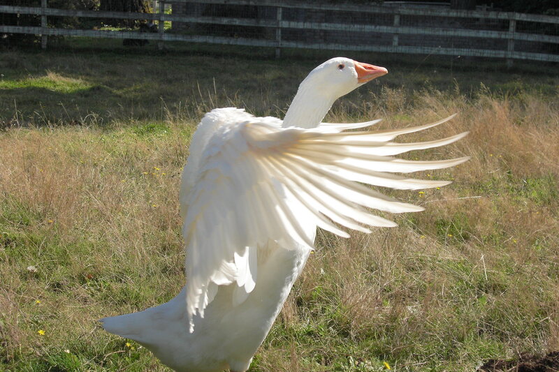 White Goose Spreading Wings — Calm