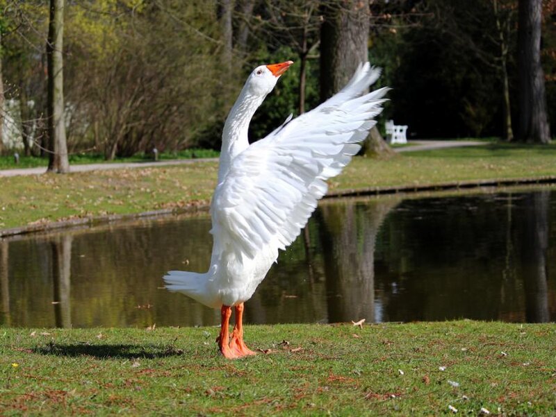 White Goose Spreading Wings