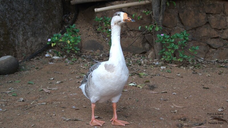 White Goose Standing