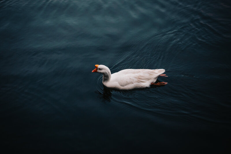 White goose swimming in dark water