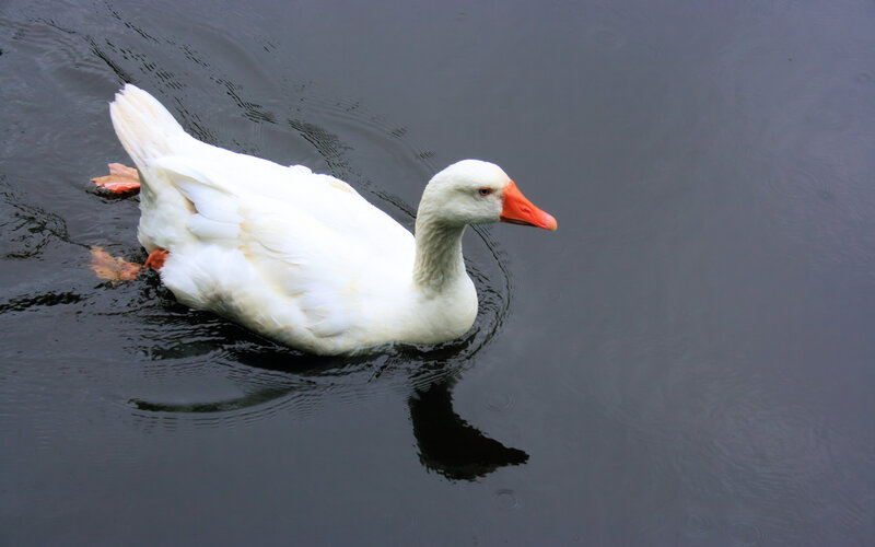 white goose swimming in water