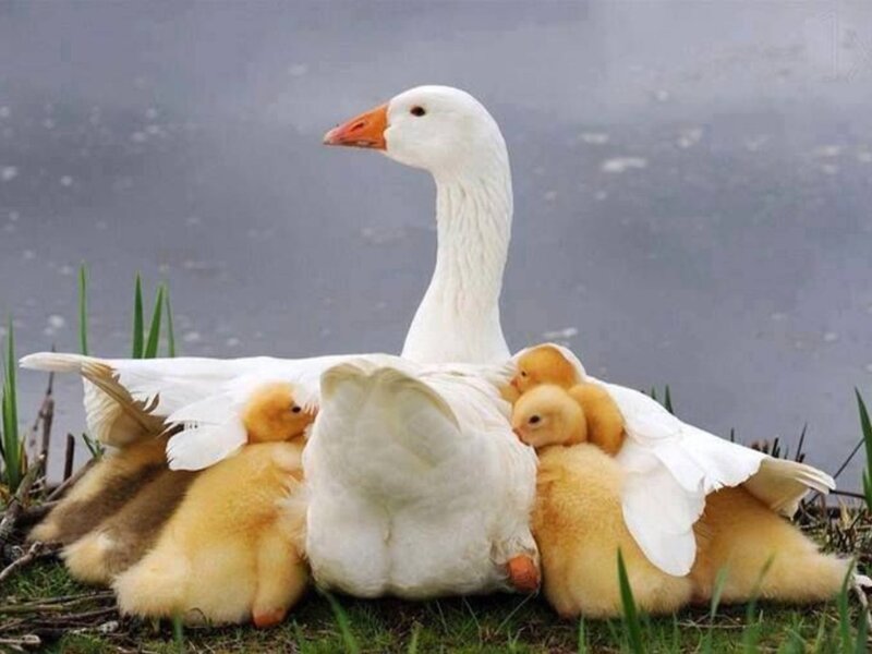 White Goose with Goslings