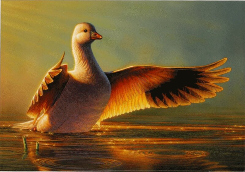 White Goose with Spread Wings
