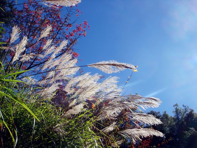 White Grass Against Blue Sky