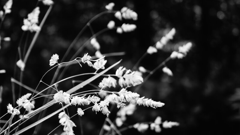 White Grass Flowers