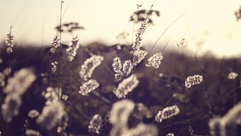 White Grass in Field — Serene