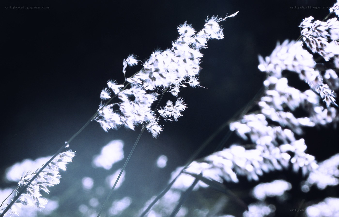 White grass in moonlight