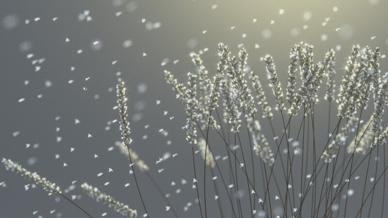White Grass in Wind