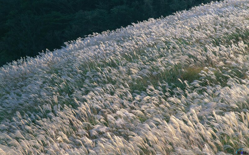 White grass on a hillside