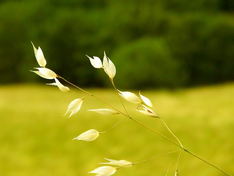 White Grass Seed Heads — Green