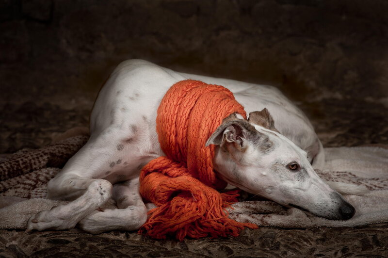 White Greyhound Dog — Calm