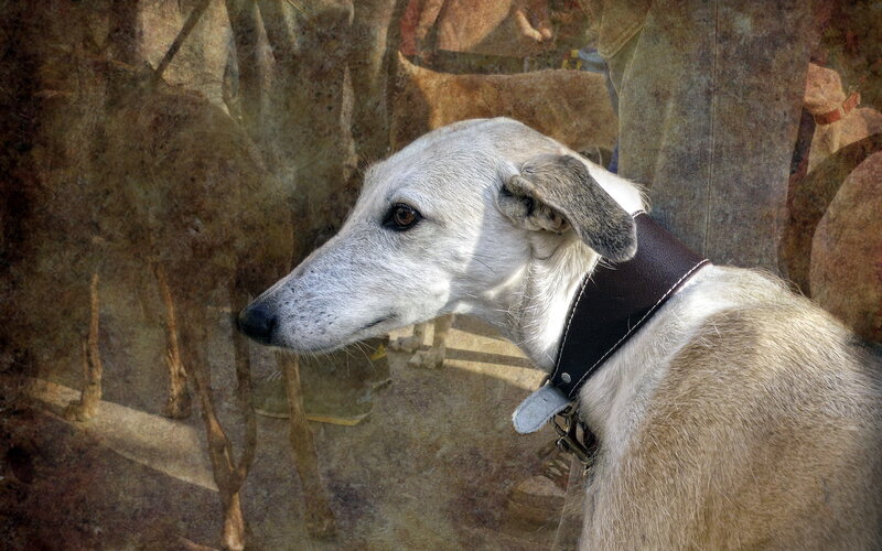 White Greyhound Dog
