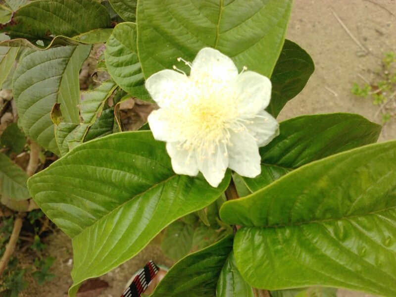 White Guava Flower