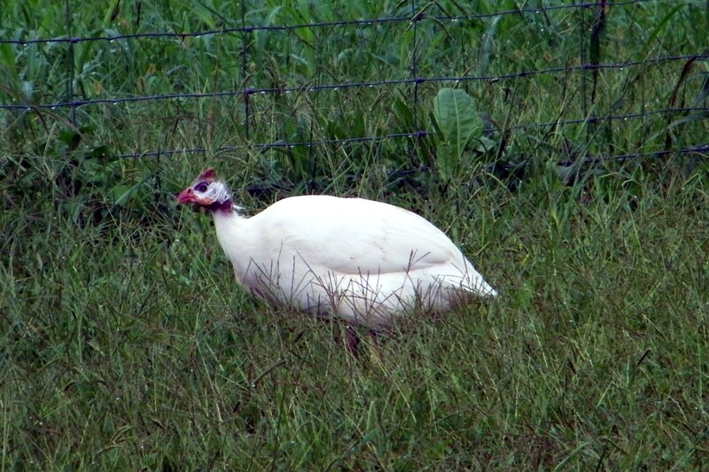 White Guinea Fowl
