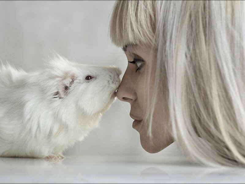 White Guinea Pig and Woman
