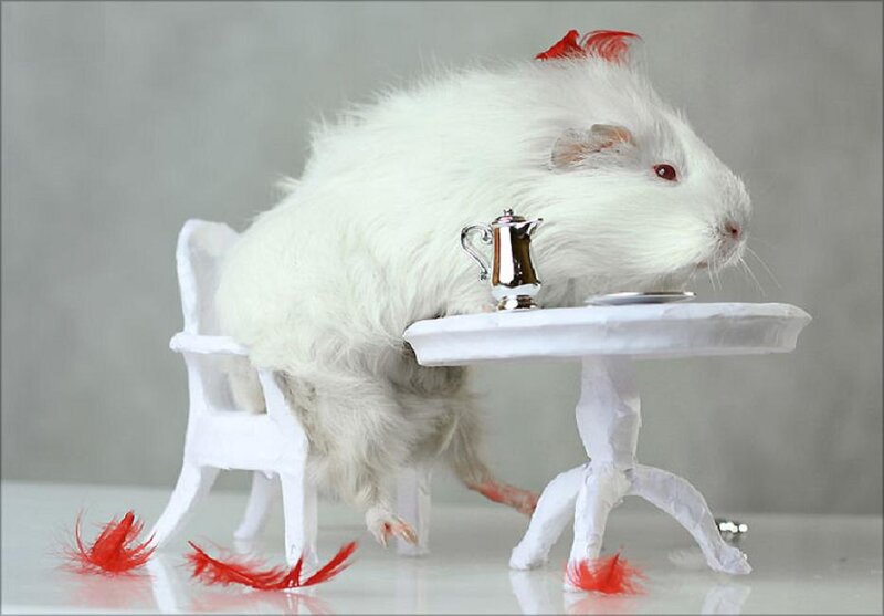 White Guinea Pig at Table