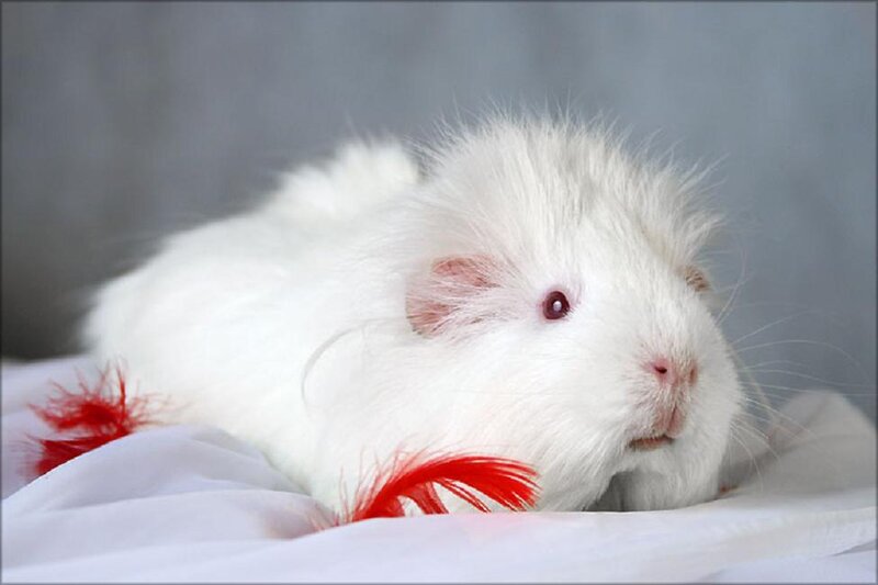 White Guinea Pig — Calm