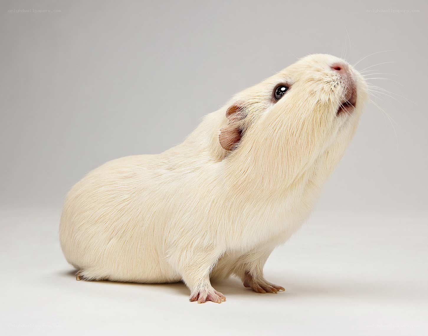white guinea pig looking up