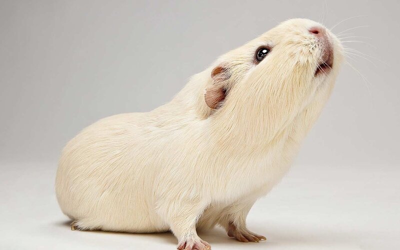 White Guinea Pig — Neutral, Photograph