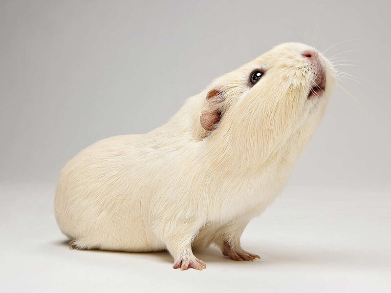 White Guinea Pig — Neutral