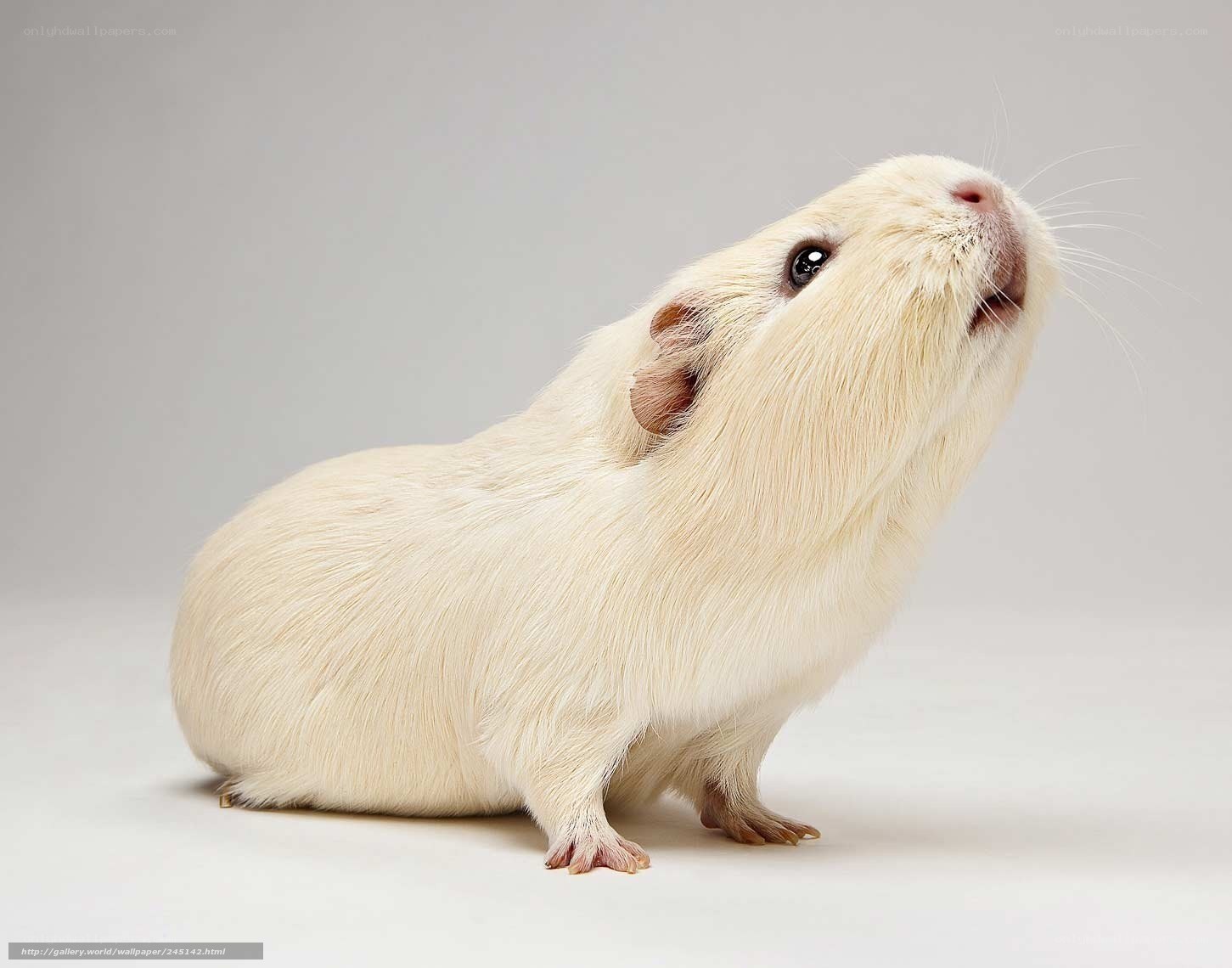 white guinea pig on white background